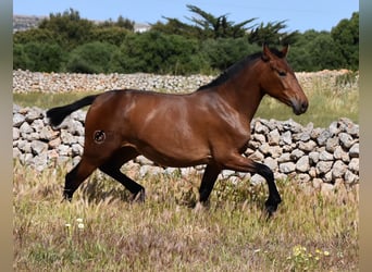 Koń andaluzyjski, Klacz, 2 lat, 160 cm, Gniada