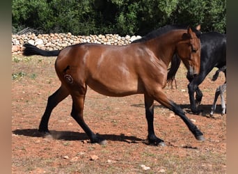Koń andaluzyjski, Klacz, 2 lat, 160 cm, Gniada