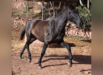 Koń andaluzyjski, Klacz, 2 lat, 160 cm, Kara