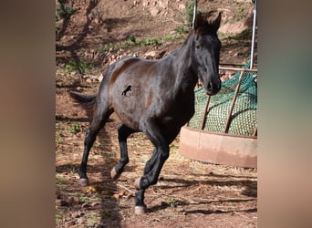 Koń andaluzyjski, Klacz, 2 lat, 160 cm, Kara