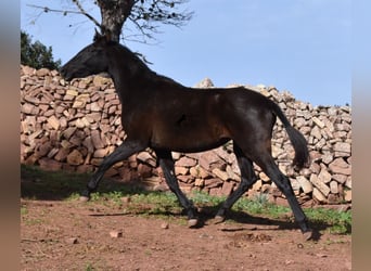 Koń andaluzyjski, Klacz, 2 lat, 160 cm, Kara