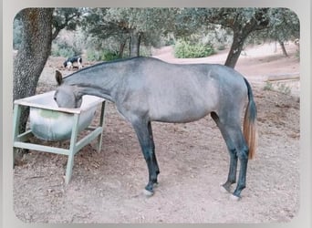 Koń andaluzyjski, Klacz, 2 lat, 160 cm, Siwa