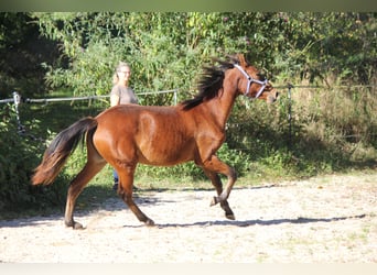 Koń andaluzyjski, Klacz, 2 lat, 161 cm, Gniada