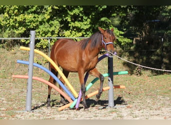 Koń andaluzyjski, Klacz, 2 lat, 161 cm, Gniada