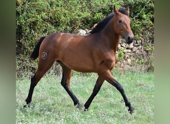 Koń andaluzyjski, Klacz, 2 lat, 162 cm, Gniada
