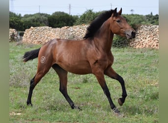 Koń andaluzyjski, Klacz, 2 lat, 162 cm, Gniada