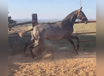 Koń andaluzyjski, Klacz, 2 lat, 163 cm, Siwa