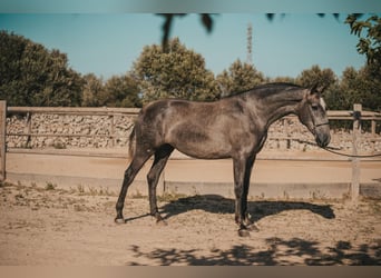 Koń andaluzyjski, Klacz, 2 lat, 164 cm, Siwa