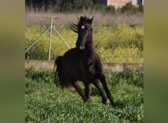 Koń andaluzyjski, Klacz, 2 lat, 170 cm, Kara