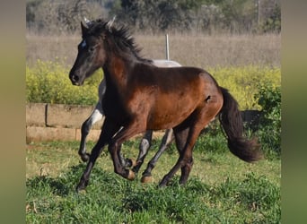Koń andaluzyjski, Klacz, 2 lat, 170 cm, Kara
