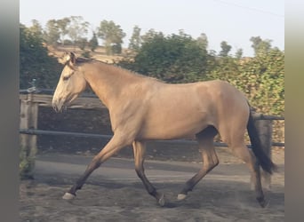 Koń andaluzyjski, Klacz, 2 lat, Bułana