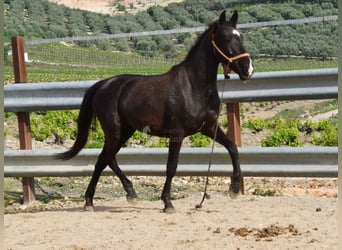 Koń andaluzyjski, Klacz, 3 lat, 145 cm, Kara