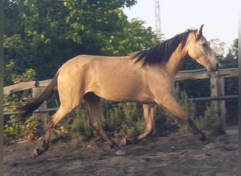 Koń andaluzyjski, Klacz, 3 lat, 153 cm, Bułana