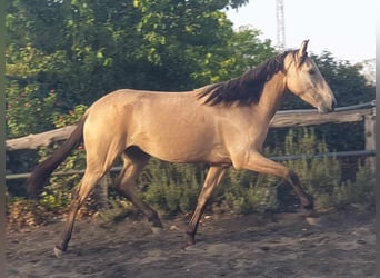 Koń andaluzyjski, Klacz, 3 lat, 153 cm, Bułana
