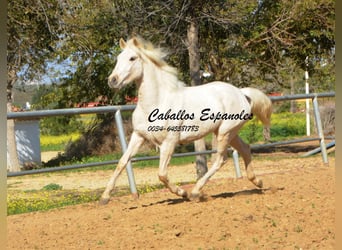 Koń andaluzyjski, Klacz, 3 lat, 153 cm, Cremello