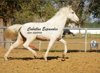 Koń andaluzyjski, Klacz, 3 lat, 153 cm, Cremello