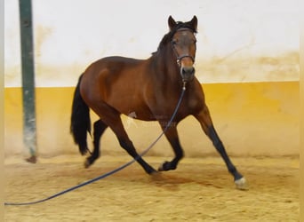 Koń andaluzyjski, Klacz, 3 lat, 153 cm, Gniada
