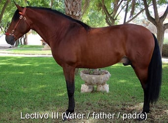 Koń andaluzyjski, Klacz, 3 lat, 153 cm, Gniada