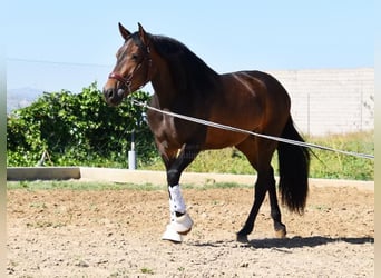 Koń andaluzyjski, Klacz, 3 lat, 154 cm, Gniada