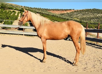 Koń andaluzyjski, Klacz, 3 lat, 154 cm, Izabelowata