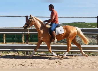 Koń andaluzyjski, Klacz, 3 lat, 154 cm, Izabelowata