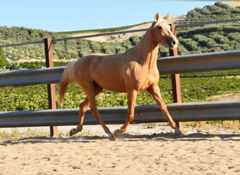 Koń andaluzyjski, Klacz, 3 lat, 154 cm, Izabelowata