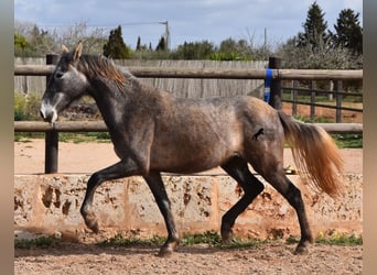 Koń andaluzyjski, Klacz, 3 lat, 154 cm, Siwa