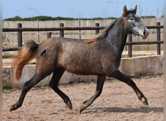 Koń andaluzyjski, Klacz, 3 lat, 154 cm, Siwa