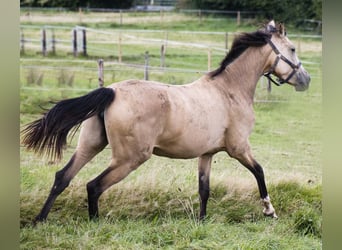 Koń andaluzyjski, Klacz, 3 lat, 155 cm, Bułana