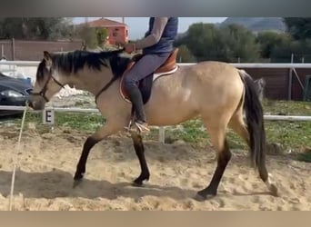 Koń andaluzyjski Mix, Klacz, 3 lat, 156 cm, Jelenia