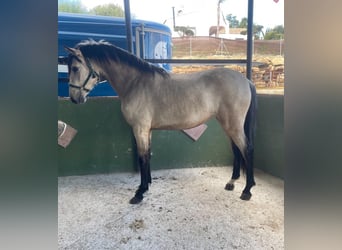 Koń andaluzyjski Mix, Klacz, 3 lat, 156 cm, Jelenia