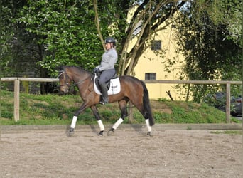 Koń andaluzyjski, Klacz, 3 lat, 157 cm, Gniada