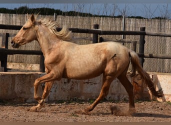 Koń andaluzyjski, Klacz, 3 lat, 157 cm, Izabelowata