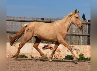 Koń andaluzyjski, Klacz, 3 lat, 157 cm, Izabelowata