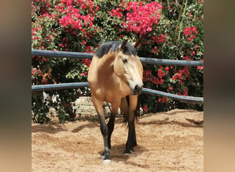 Koń andaluzyjski, Klacz, 3 lat, 158 cm, Bułana