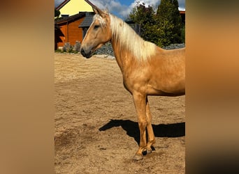 Koń andaluzyjski Mix, Klacz, 3 lat, 158 cm, Izabelowata