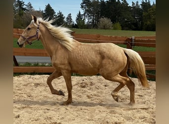 Koń andaluzyjski Mix, Klacz, 3 lat, 158 cm, Izabelowata