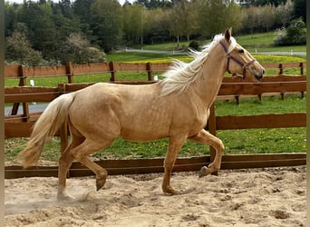 Koń andaluzyjski Mix, Klacz, 3 lat, 158 cm, Izabelowata