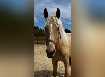 Koń andaluzyjski Mix, Klacz, 3 lat, 158 cm, Izabelowata