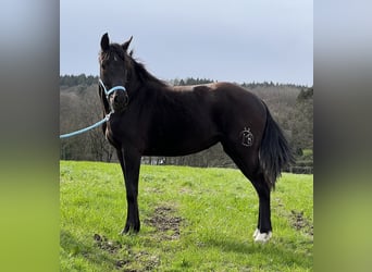 Koń andaluzyjski, Klacz, 3 lat, 158 cm, Kara