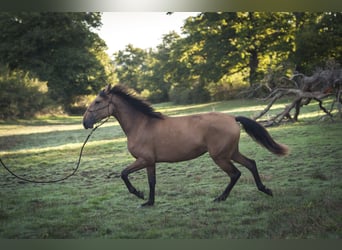 Koń andaluzyjski, Klacz, 3 lat, 160 cm, Bułana