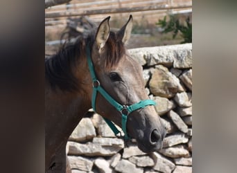 Koń andaluzyjski, Klacz, 3 lat, 160 cm, Bułana