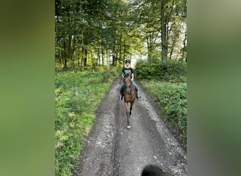 Koń andaluzyjski, Klacz, 3 lat, 160 cm, Gniada
