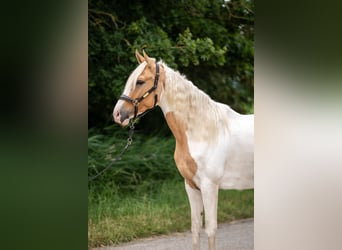 Koń andaluzyjski Mix, Klacz, 3 lat, 160 cm, Izabelowata