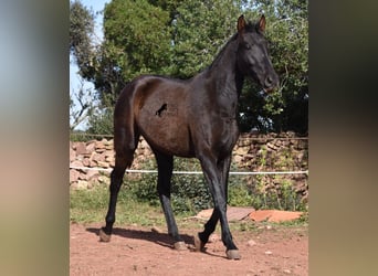 Koń andaluzyjski, Klacz, 3 lat, 160 cm, Kara