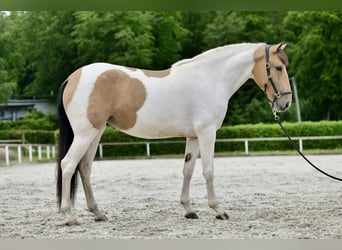 Koń andaluzyjski, Klacz, 3 lat, 160 cm, Srokata