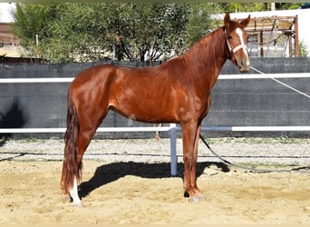 Koń andaluzyjski, Klacz, 3 lat, 162 cm, Kasztanowata