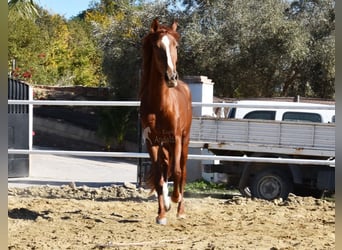Koń andaluzyjski, Klacz, 3 lat, 162 cm, Kasztanowata