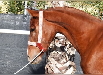 Koń andaluzyjski, Klacz, 3 lat, 162 cm, Kasztanowata