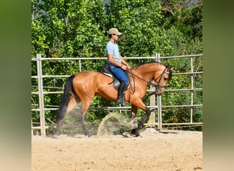 Koń andaluzyjski, Klacz, 3 lat, 163 cm, Bułana